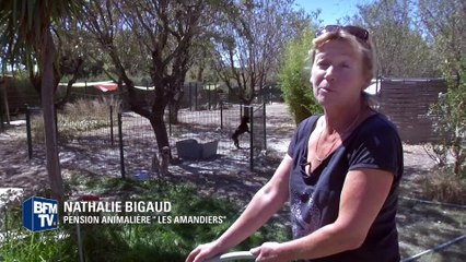 Nos amies les bêtes souffrent aussi de la température qui grimpe