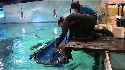 Un soigneur se fait manger le bras par un requin alors qu'il vient de l'anesthésier ! Regardez