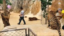 Des tigres drogués et maltraités en Thaïlande pour attirer les touristes ? Regardez