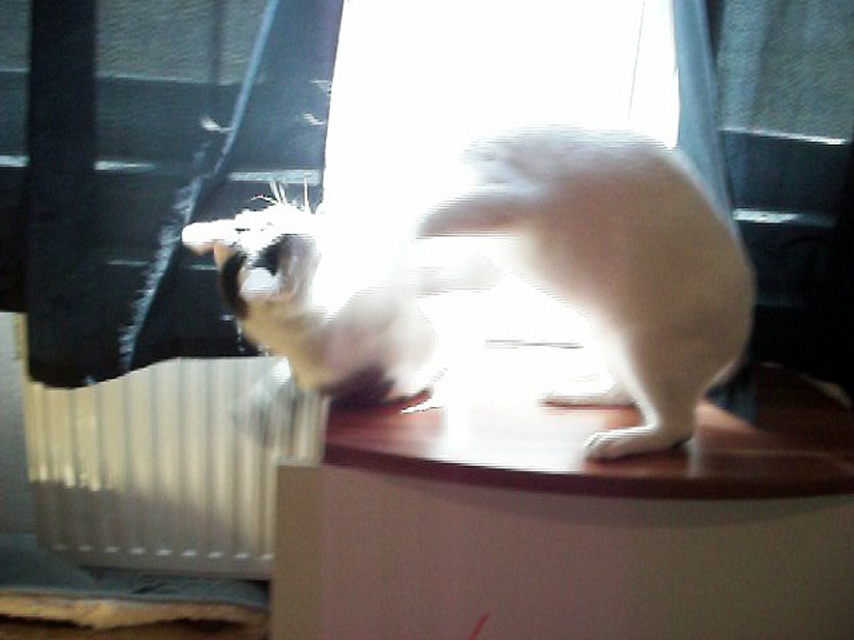 Harvey und Vinzent am 14.08.2016