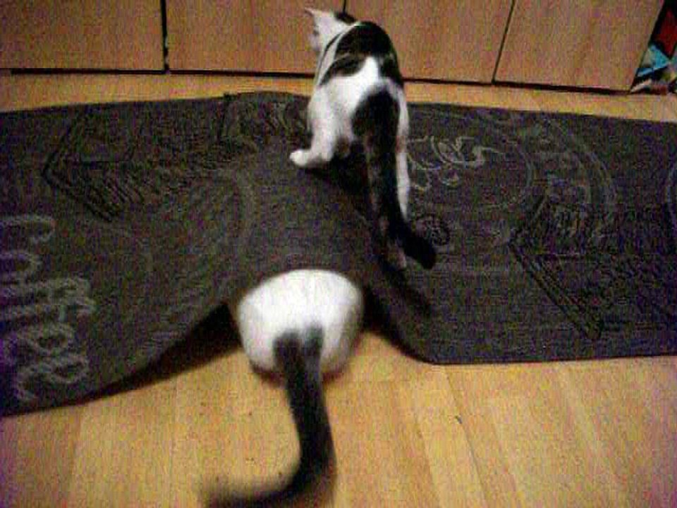 Harvey und Vinzent am 14.08.2016