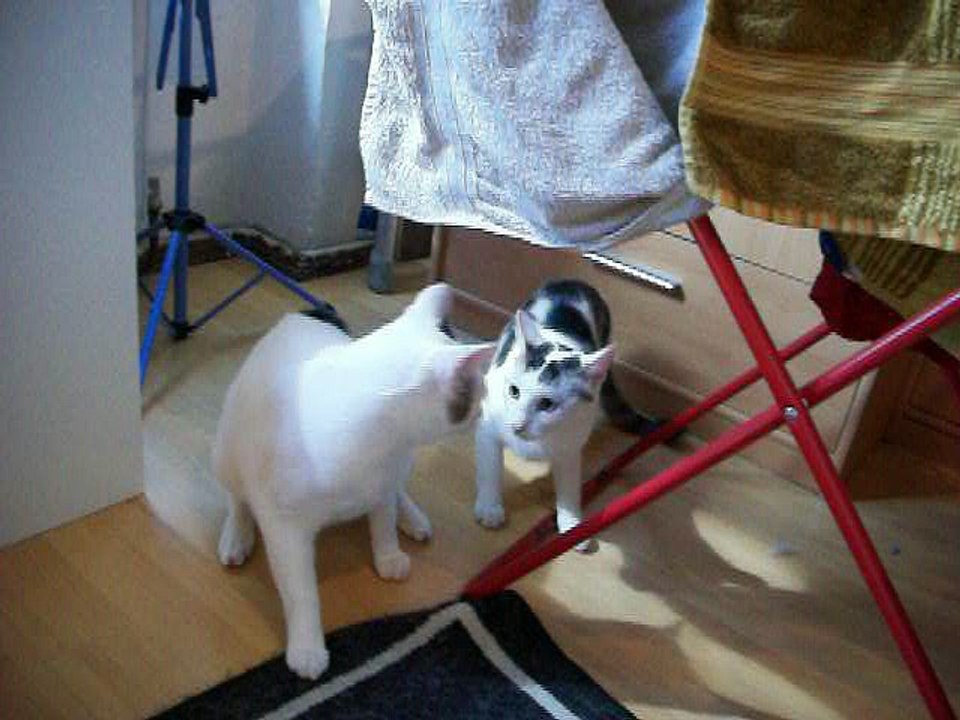 Harvey und Vinzent am 15.08.2016