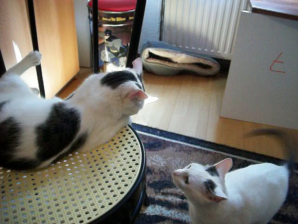 Harvey und Vinzent am 15.08.2016