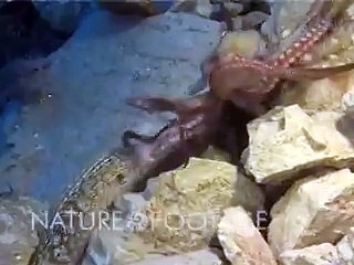 Müren Balığı ile Ahtapot kavgası