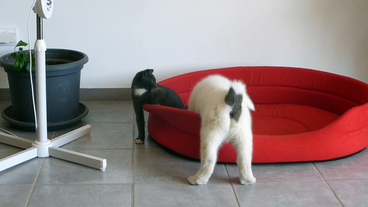 Akita américain du sixième sens avec le chat grisou