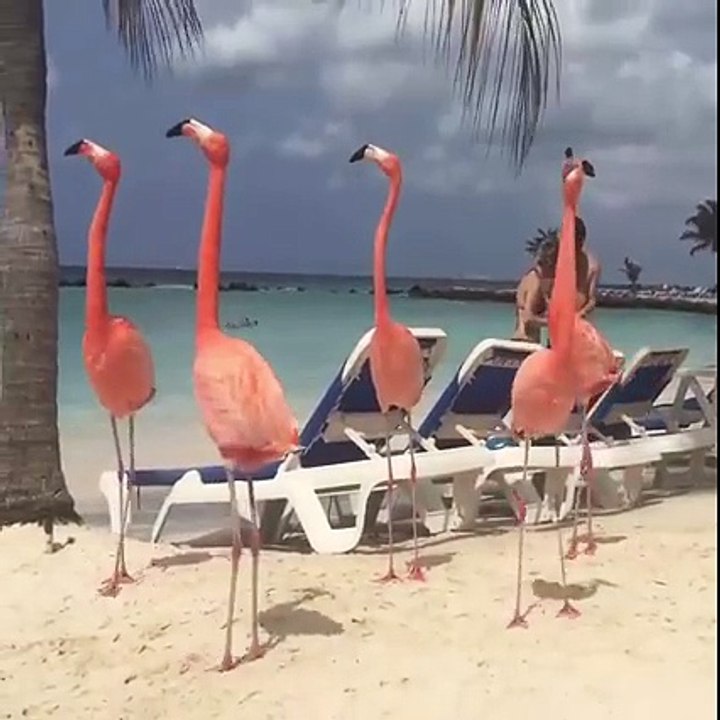 Plajda Güvenlik Gibi Gezen Flamingolar