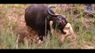 Buffalo Attacks and Kills Lion - When Prey Fights Back - Buffalo vs Lion HD