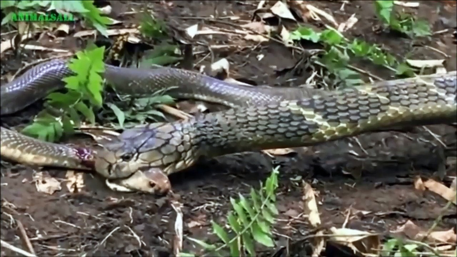 ⁣The second tremor felt reptile snake vs Snake, King Snake eats Python