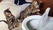 Adorable Bengal Cats play with 'fountain' in toilet