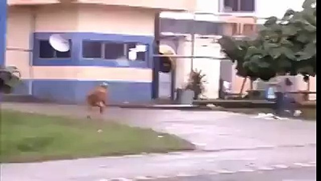 Cinnet geçiren koç ortalığı insanlara saldırıyor