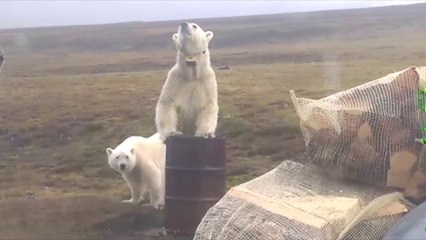 スピッツベルゲン島の小集落に現れるホッキョクグマ親子 (Aug.15 2016)