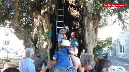 Yvignac-la-tour (22). A 34 dans l'if des records, qui dit mieux ?