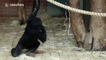 Young bonobo can't stop spinning