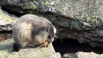 Voyage au bout de l&#039;hiver