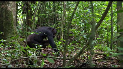 Chimpanzés - Extrait (3) VF