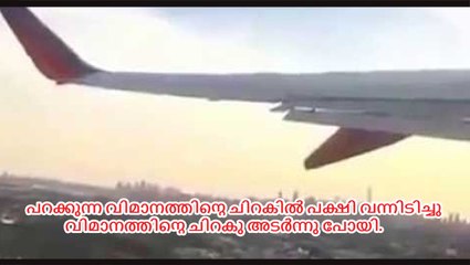 Airplane bird strike