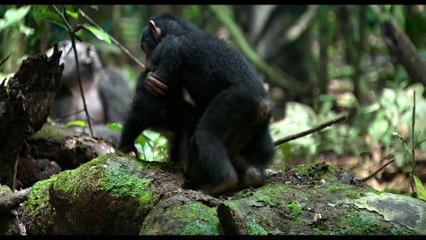 Chimpanzés - Extrait (5) VF