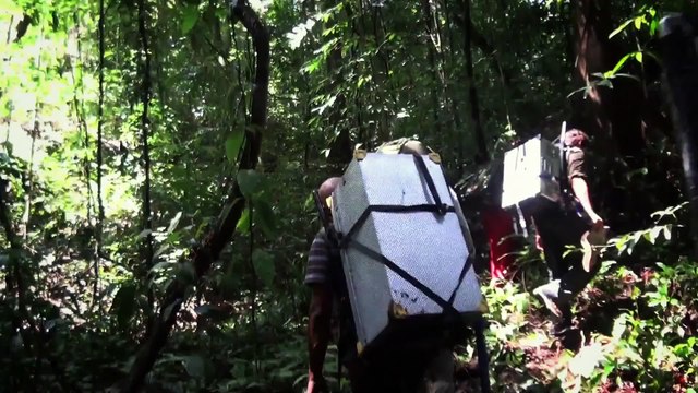 Chimpanzés - Making Of (2) VOST