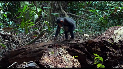 Chimpanzés - Making Of (3) VOST