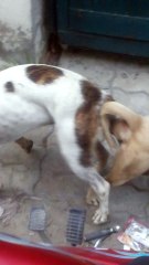 Dog and Bitch what are both doing one is going to other side and second on another