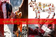 مسلمان گائے کا گوشت کیوں کھاتیں ہیں، ایک ہندو ذاکر نائیک کے سامنےرو پڑا
