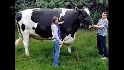 The Largest Animals! Another Miracle of Allah