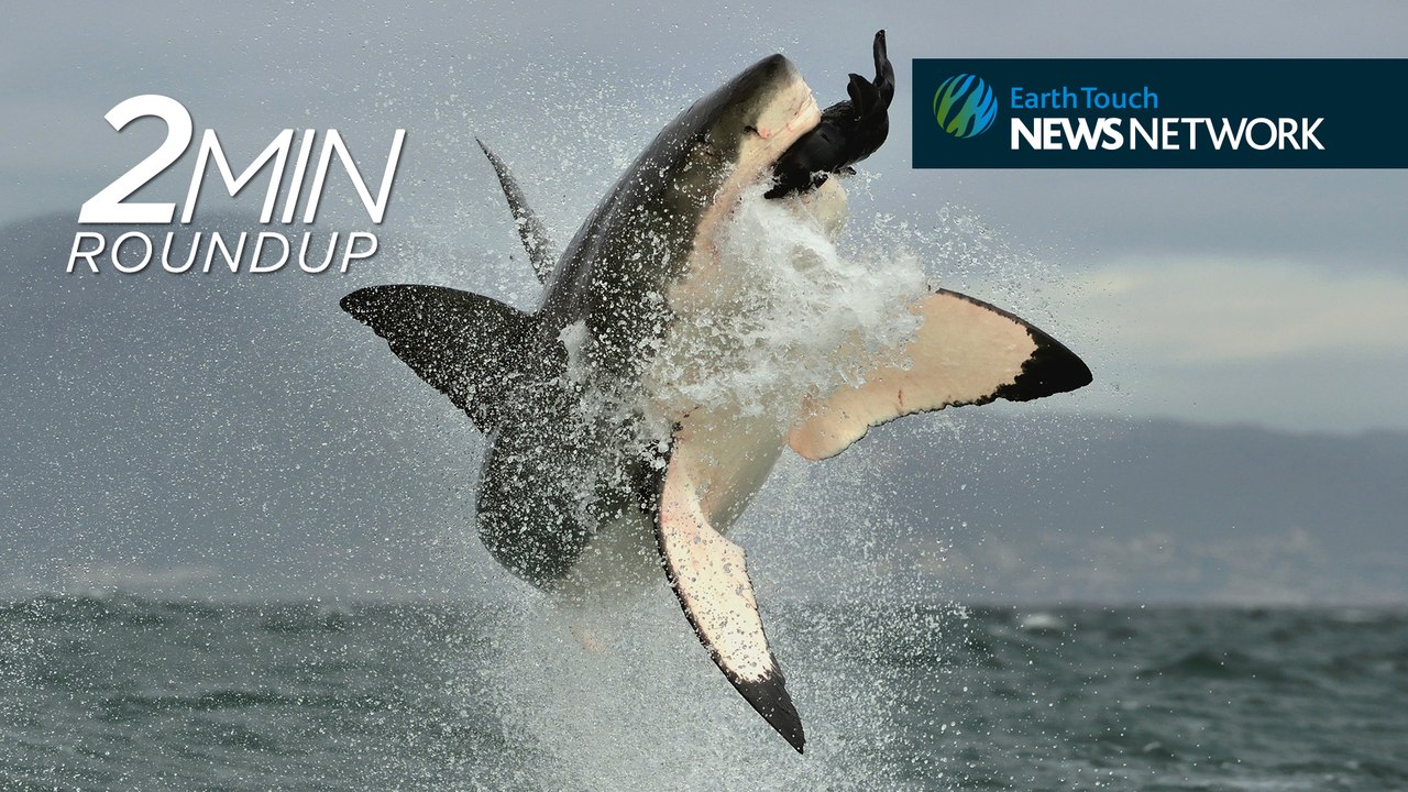 Siberia’s mine ‘demon’, rhino CPR & good news for great white sharks