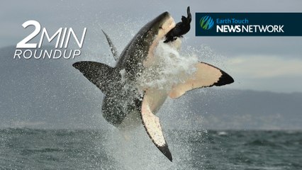 Siberia’s mine ‘demon’, rhino CPR & good news for great white sharks