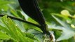 Black Dragonfly Devours Moth in Japan