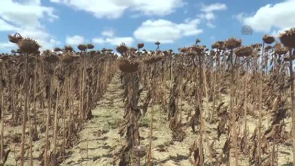 Ayçiçeği Yüzleri Güldürdü