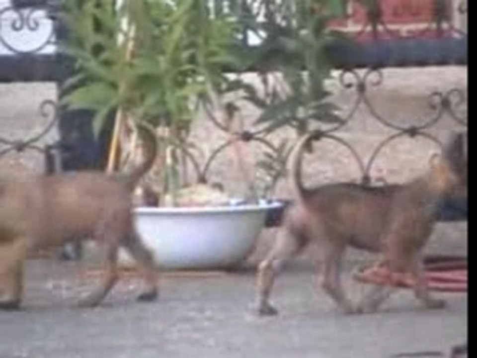 A-Wurf Wasser 17.07.2007