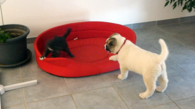 Akita américain du sixième sens 7 semaines avec le chat grisou