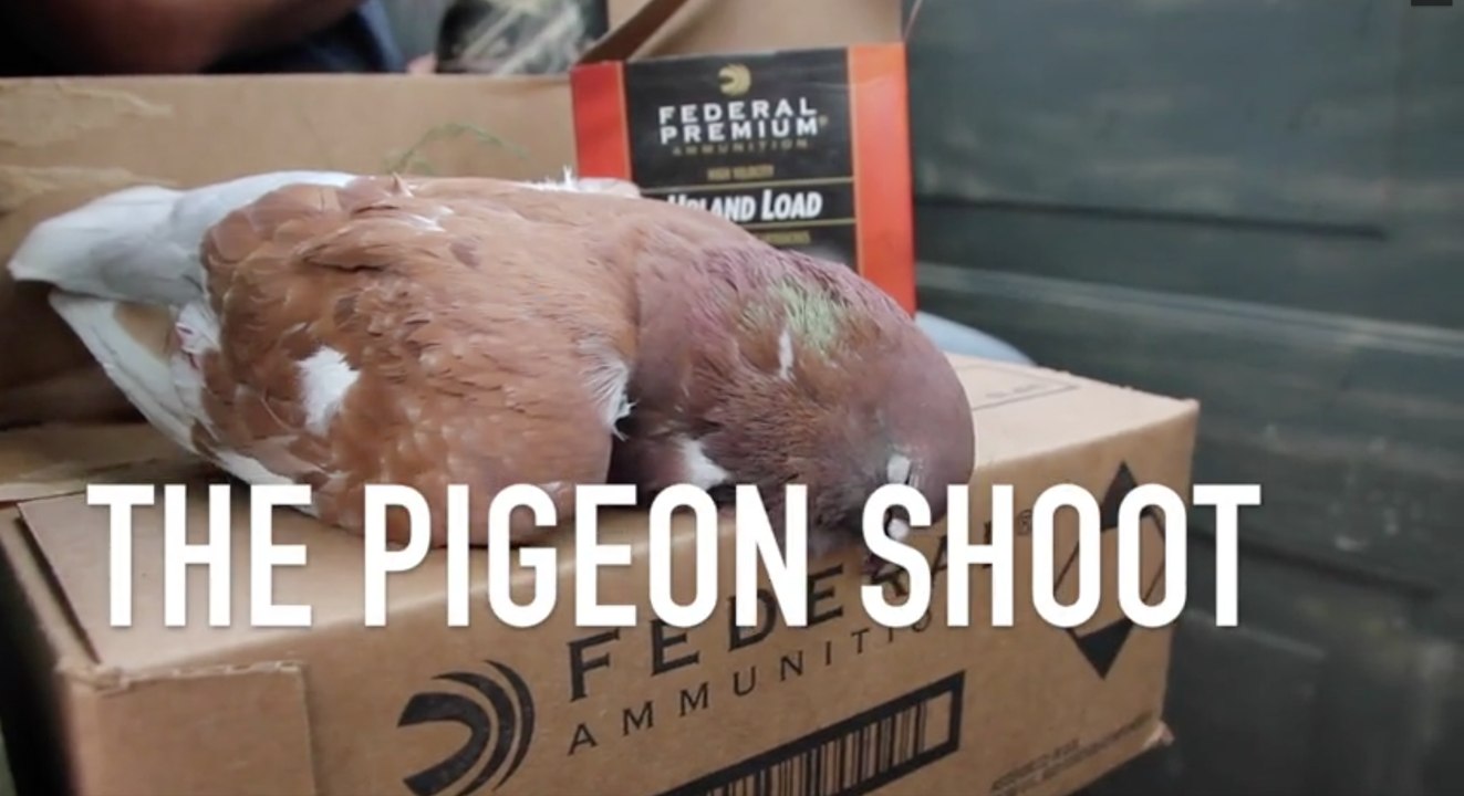 The Pigeon Hunt