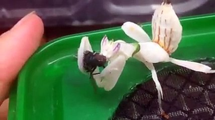 what is this...guess?