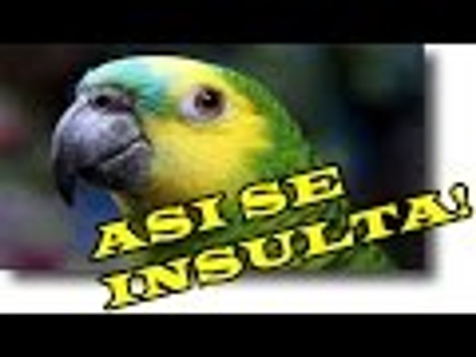 ESTE LORO SI SABE ECHAR LA MADRE nuevo