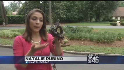 Coyotes captured in Sandy Springs - CBS46 News