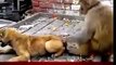 Viral Video of a Monkey Annoying a Dog   Animals Videos Monkey vs dog.