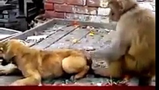 Viral Video of a Monkey Annoying a Dog Animals Videos Monkey vs dog.
