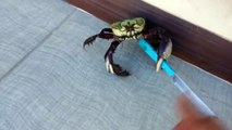 Viral Video UK  Gangster crab!