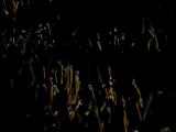 [PV] Ellegarden - Fire Cracker