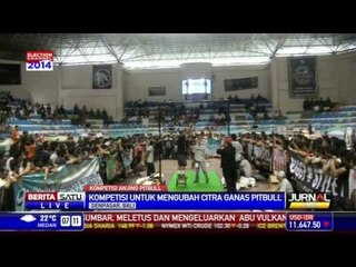 Komunitas Pencinta Anjing Pitbull Bali Gelar Kontes Ketangkasan