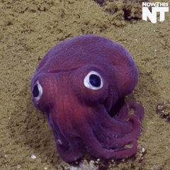 This Googley-Eyed Creature Is Cute AF