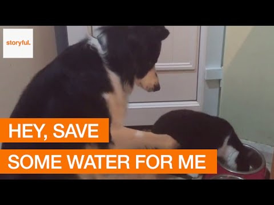 Collie Waits Impatiently for Feline Friend to Finish Up Drinking Water
