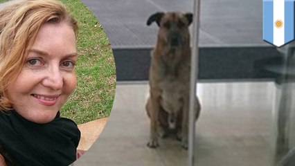 帰国後もホテル前で待ち続け…ドイツ人CAと野良犬の感動物語