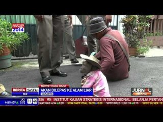 Puluhan Monyet Terjangkit Virus Dilepas di Kepulauan Seribu