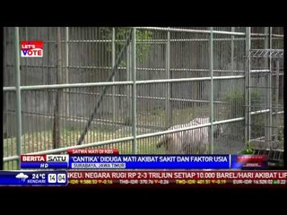 Seekor Harimau Putih di Kebun Binatang Surabaya Mati