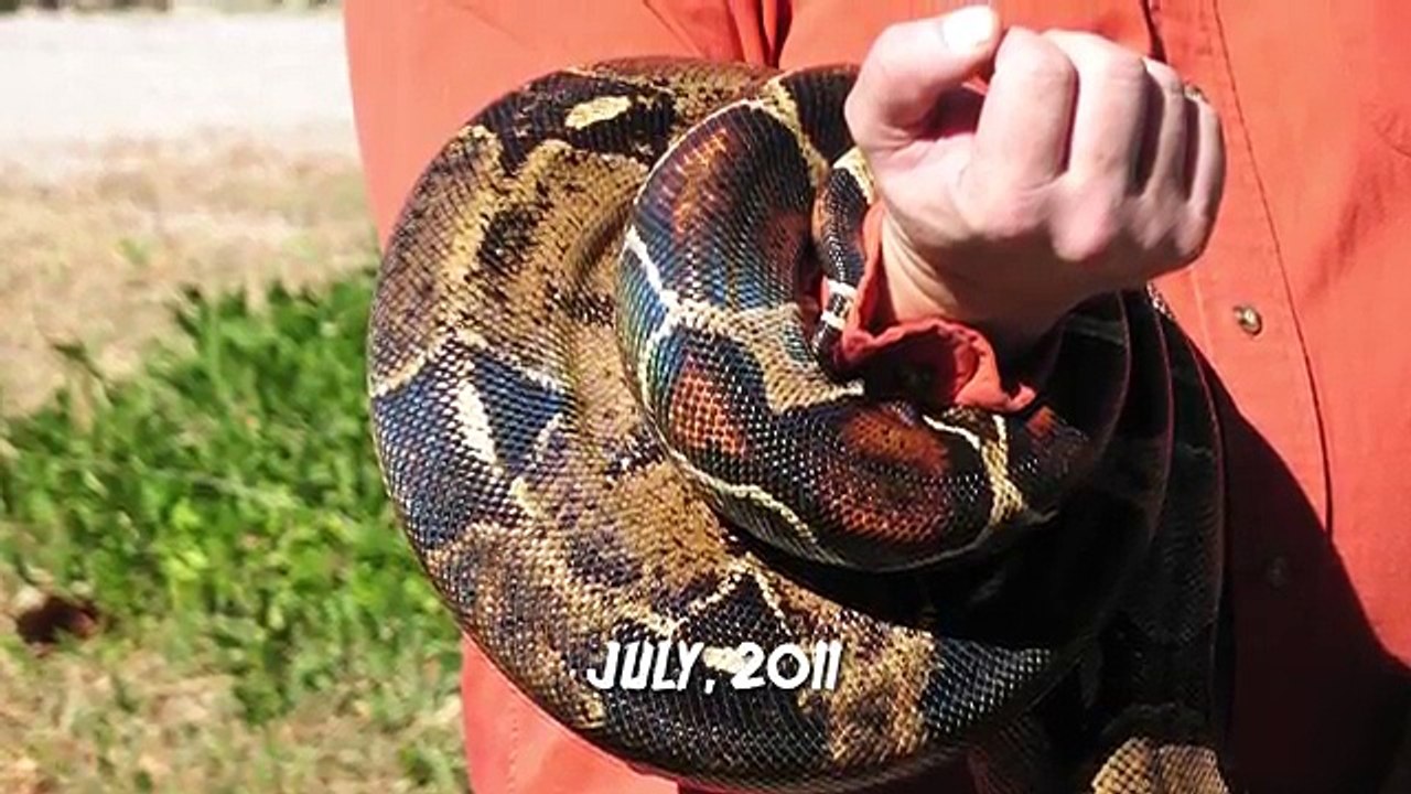 7 Terrifying Snake Attacks in History