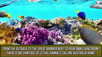 10 Most Dangerous Animals In Australia