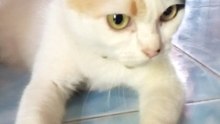 น้องปุ๊กกี้