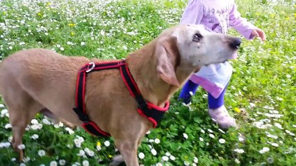 Arianna e Zucchero a  passeggio nel parco a Pian di Massiano - primavera 2014 (HD)